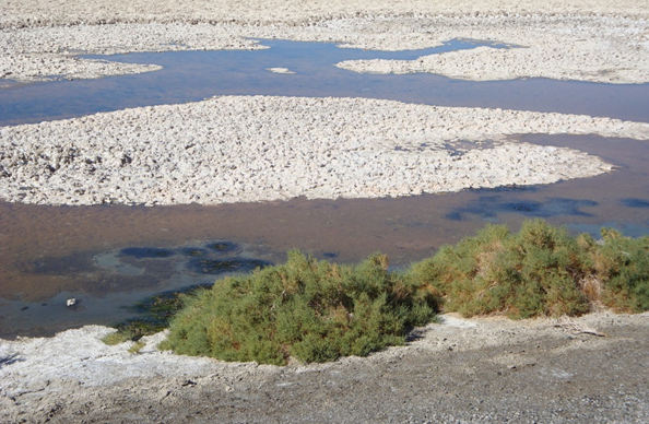 Picture of Death Valley showing brackish springs.